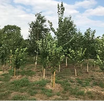 Bulkington Recreation Ground